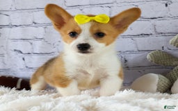 Welsh Corgi Pembroke dogs for sale: Lacey - Image 4