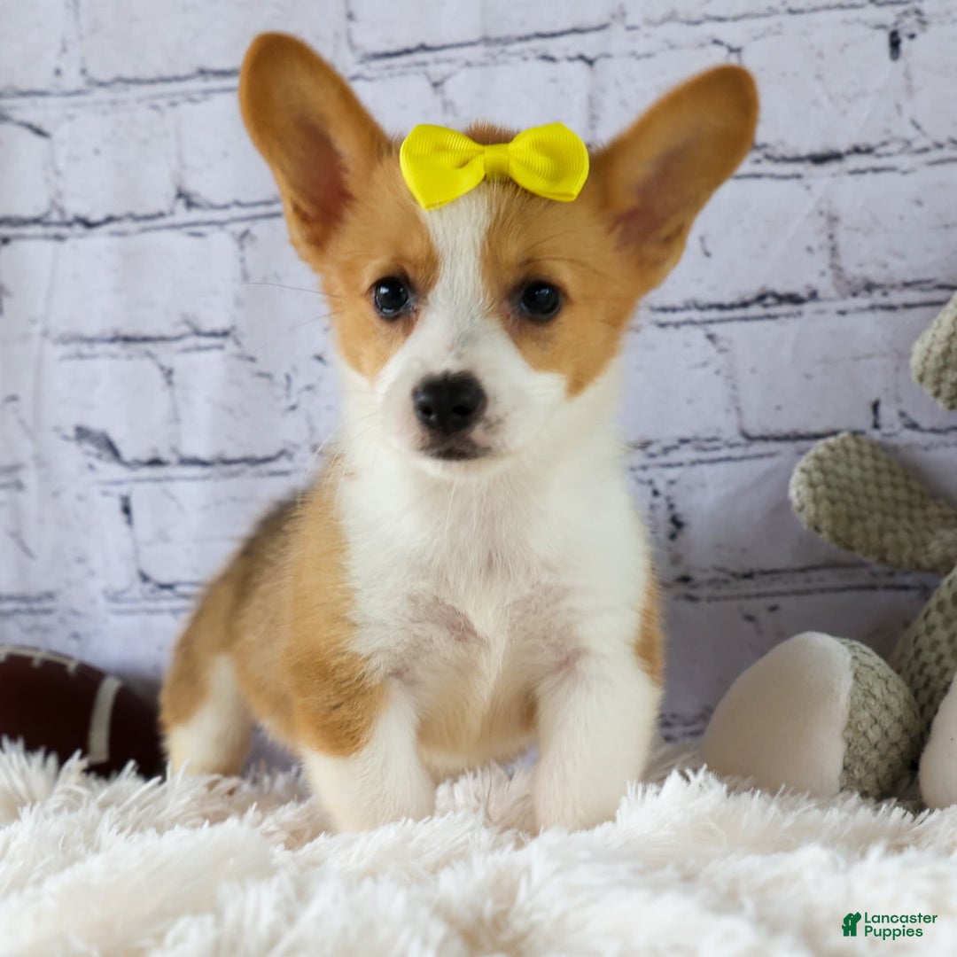 Welsh Corgi Pembroke dogs for sale: Lacey - Image 4