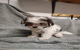Morkie dogs for sale: Tiny Tim - Image 3