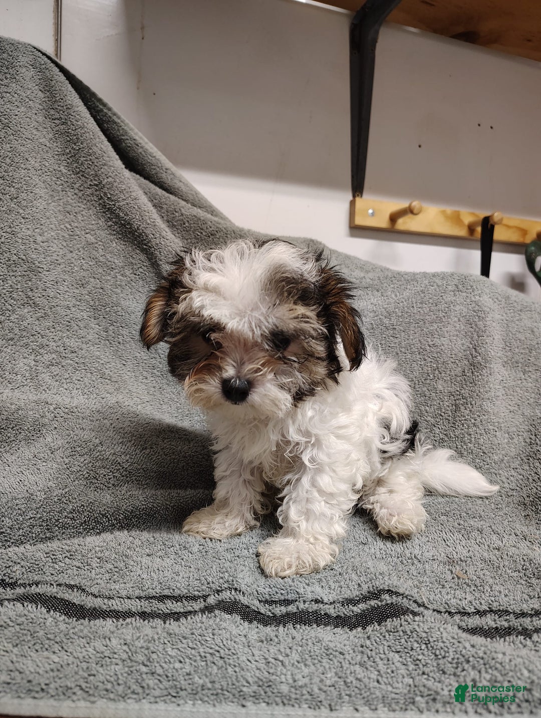 Morkie dogs for sale: Tiny Tim - Image 3