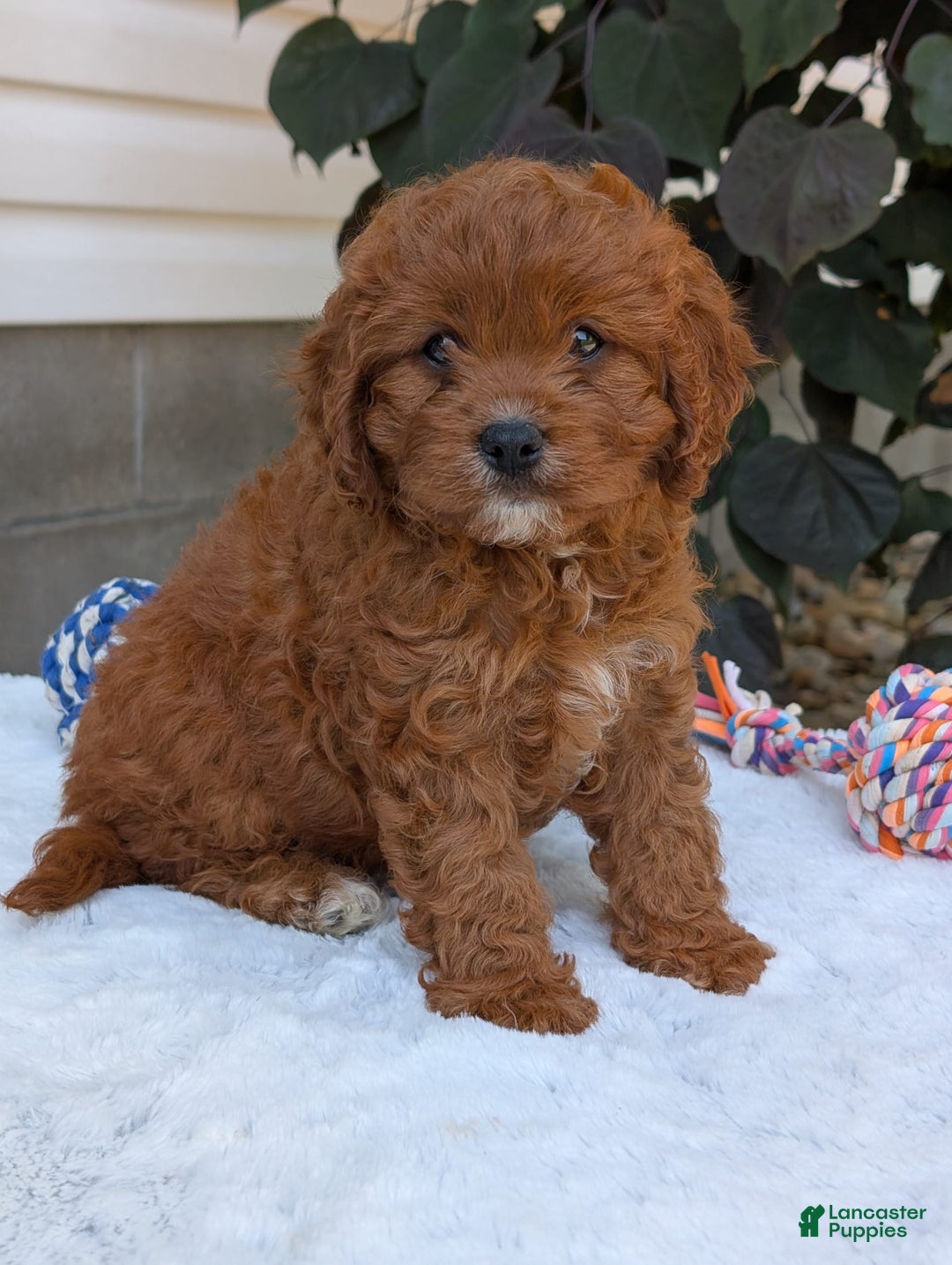 Cavapoo dogs for sale: Remi - Image 12