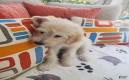 Goldendoodle dogs for sale: Cookie - Image 1