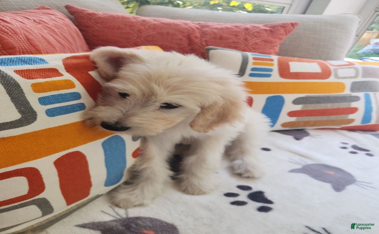 Goldendoodle dogs for sale - Ad 5
