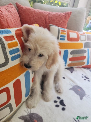 Goldendoodle dogs for sale - Ad 5