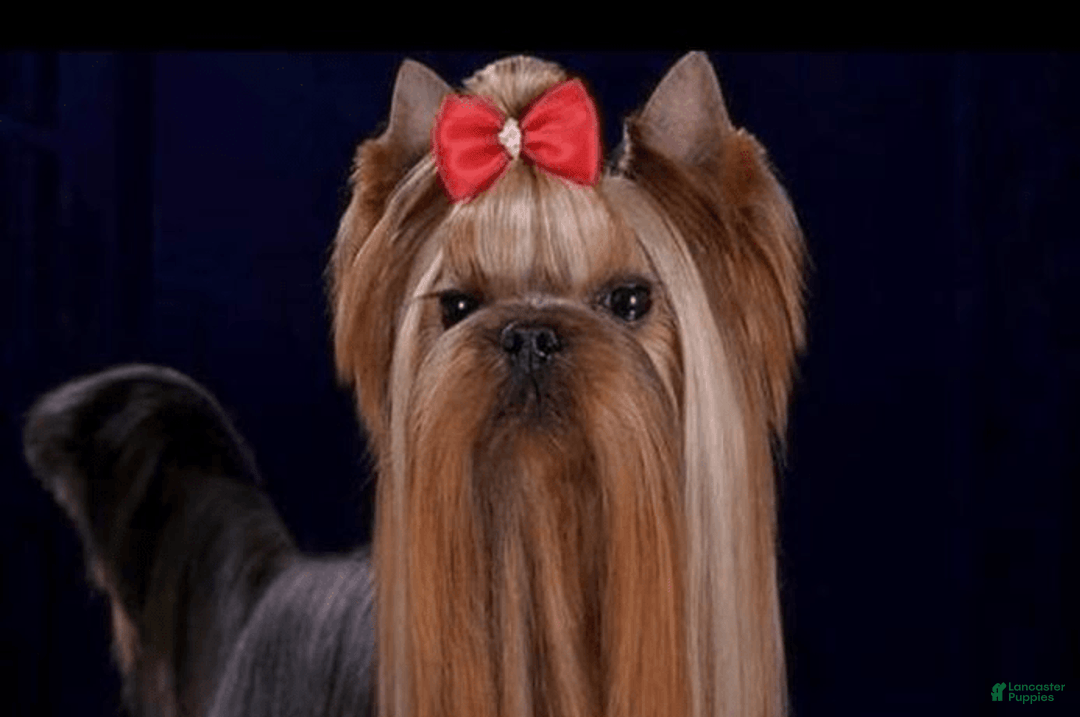 Yorkshire Terrier dogs for sale: Peach - Image 4