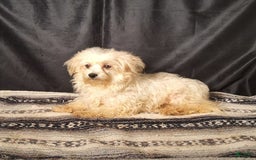 Havanese dogs for sale: Daisy - Image 13