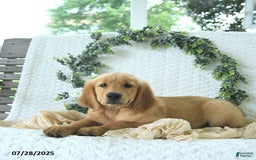 Golden Retriever dogs for sale: Andy - Image 14