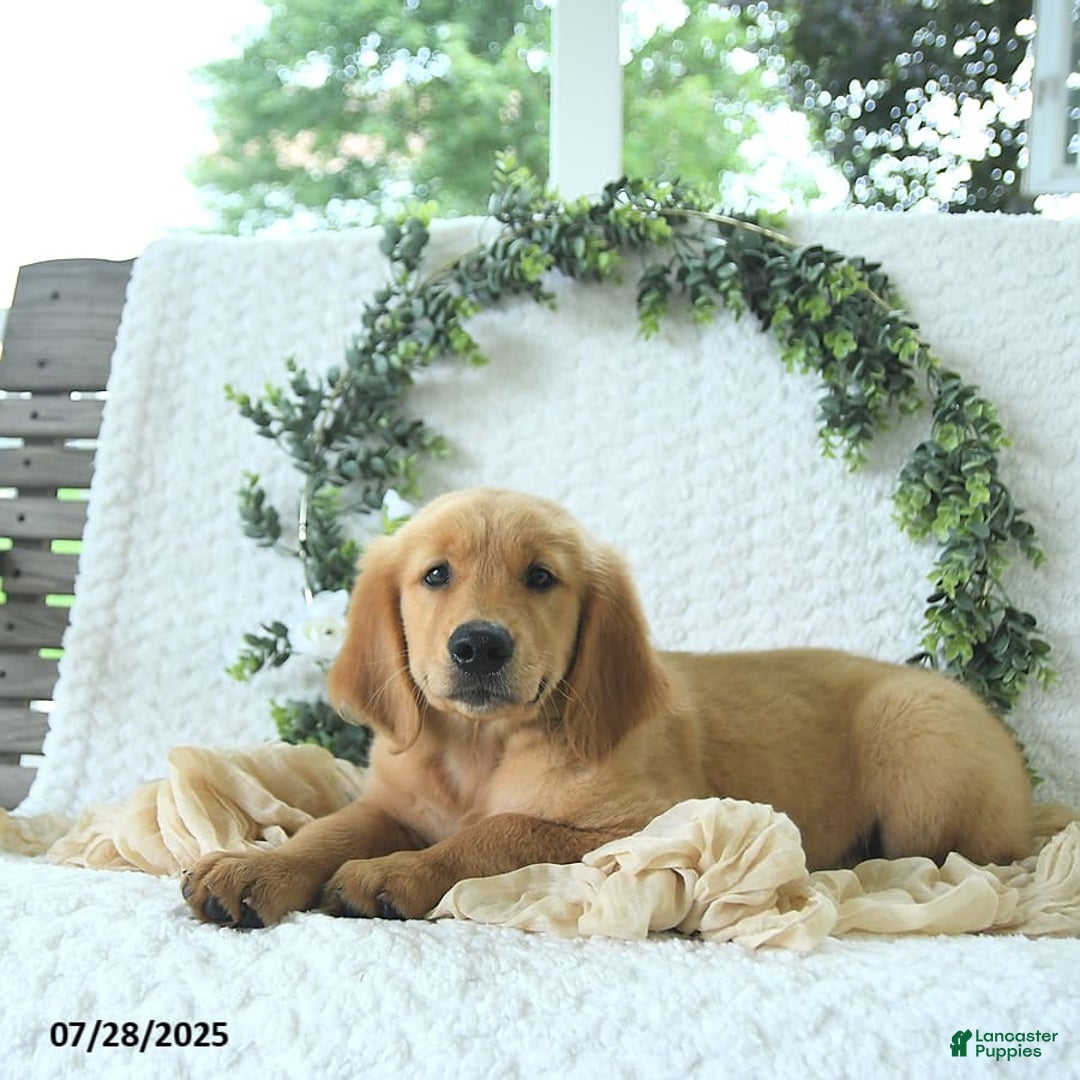 Golden Retriever dogs for sale: Andy - Image 14