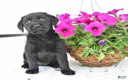 Labrador Retriever dogs for sale: Lassie - Image 5