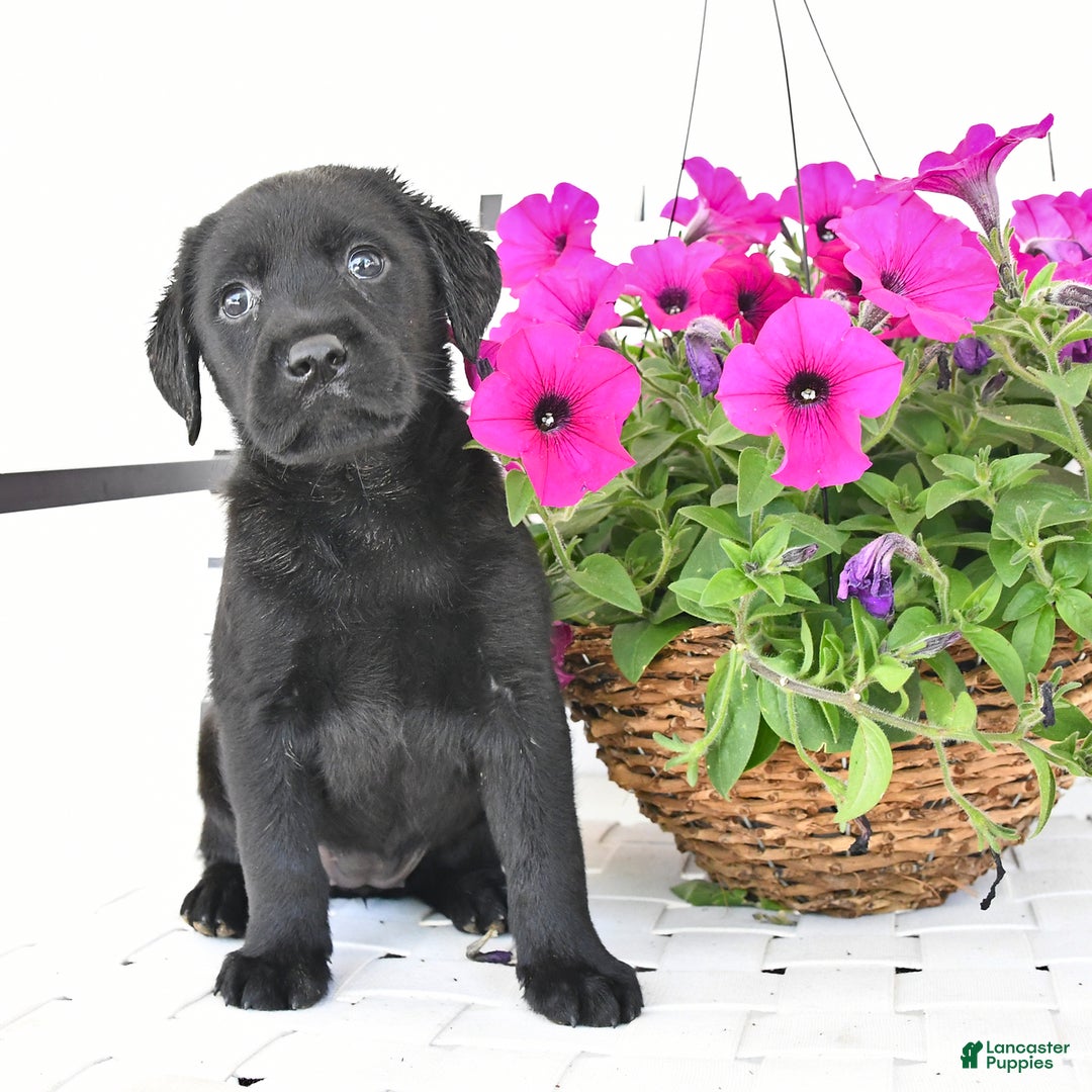 Labrador Retriever dogs for sale: Lassie - Image 5