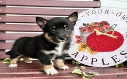 Shiba Inu dogs for sale: Emery - Image 1