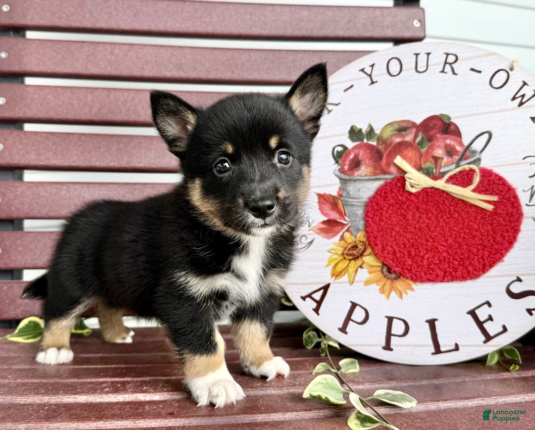 Shiba Inu dogs for sale: Emery - Image 1