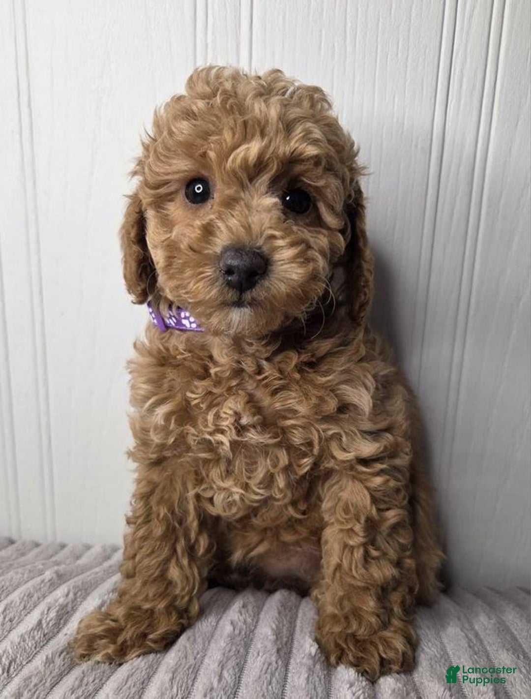 Toy Poodle dogs for sale: Kyle - Image 1