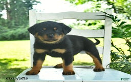 Rottweiler dogs for sale: Rosie - Image 3