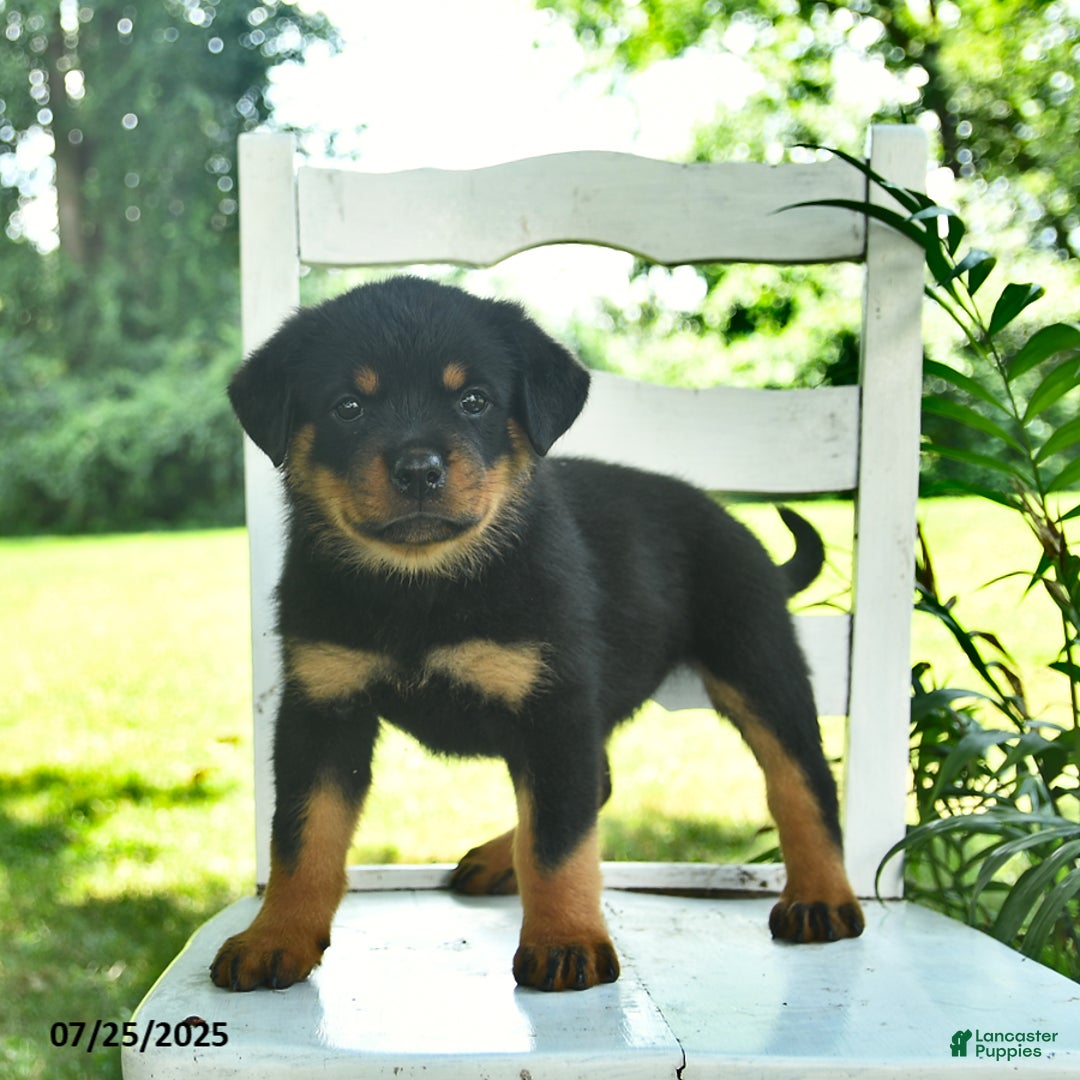 Rottweiler dogs for sale: Rosie - Image 3
