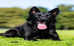 German Shepherd dogs for sale: Questa - Listing for pets: Questa - Image 2