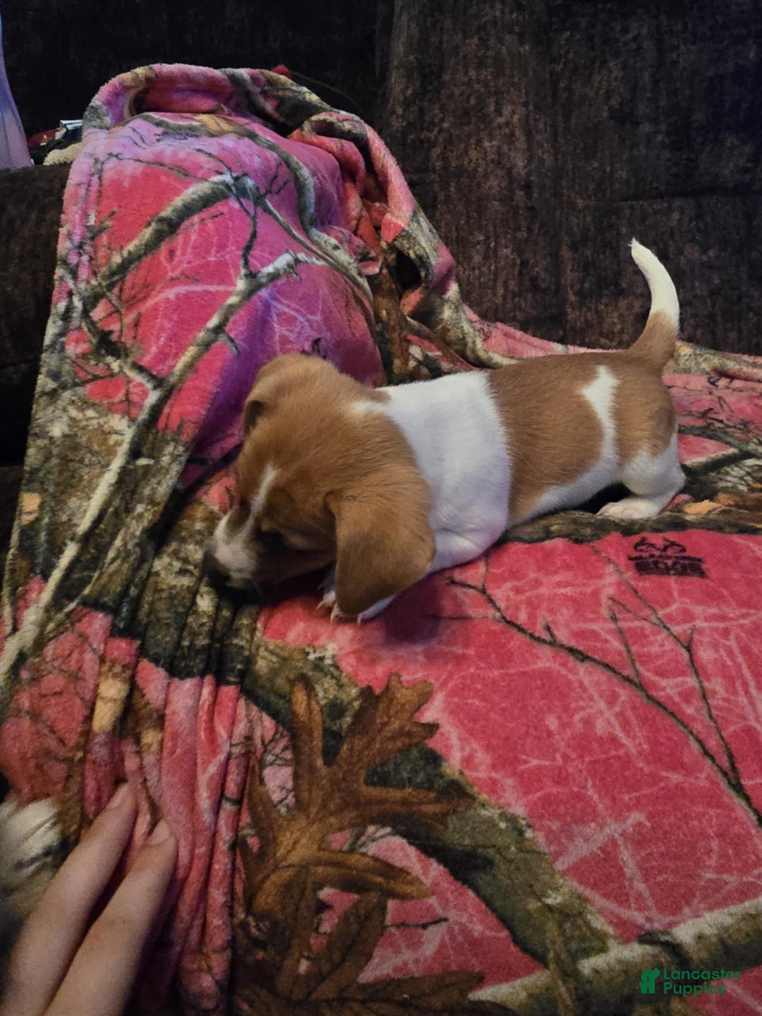 Jack Russell Terrier dogs for sale: Copper - Image 5
