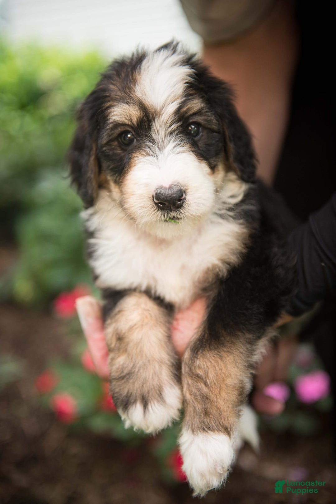 Bernedoodle dogs for sale: Bubbles - Image 2