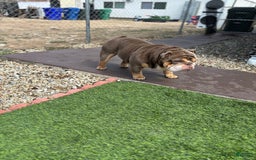 English Bulldog dogs for sale: Al capone - Image 5