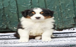Australian Shepherd dogs for sale: Boston - Image 4
