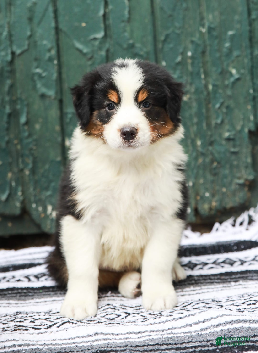 Australian Shepherd dogs for sale: Boston - Image 4