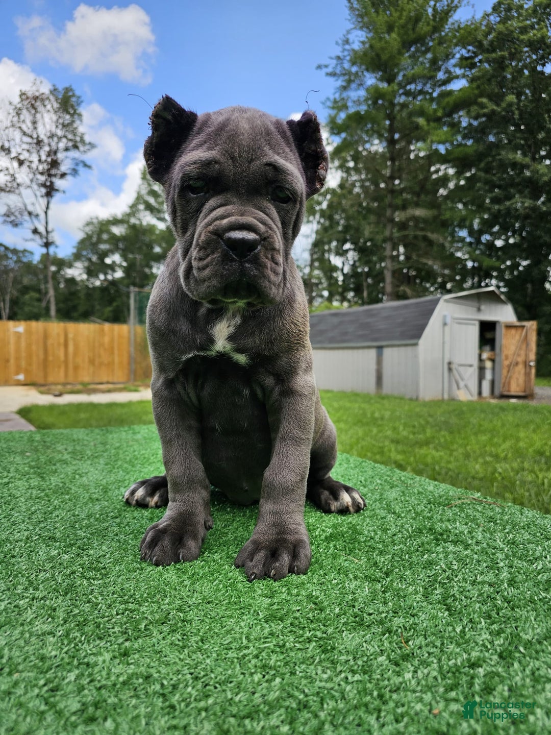 Cane Corso dogs for sale: Mila - Image 1