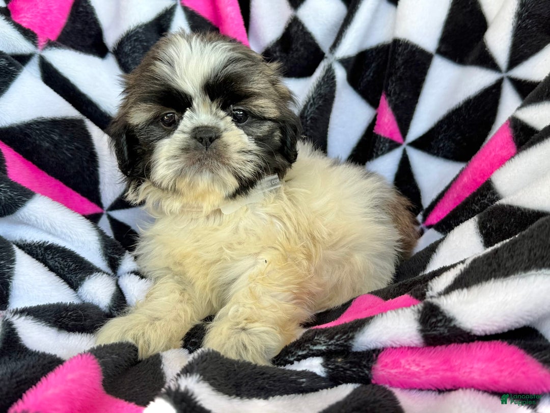 Shih Tzu dogs for sale: Mopsy - Image 4