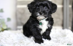 Yorkiepoo dogs for sale: Arrow - Image 7