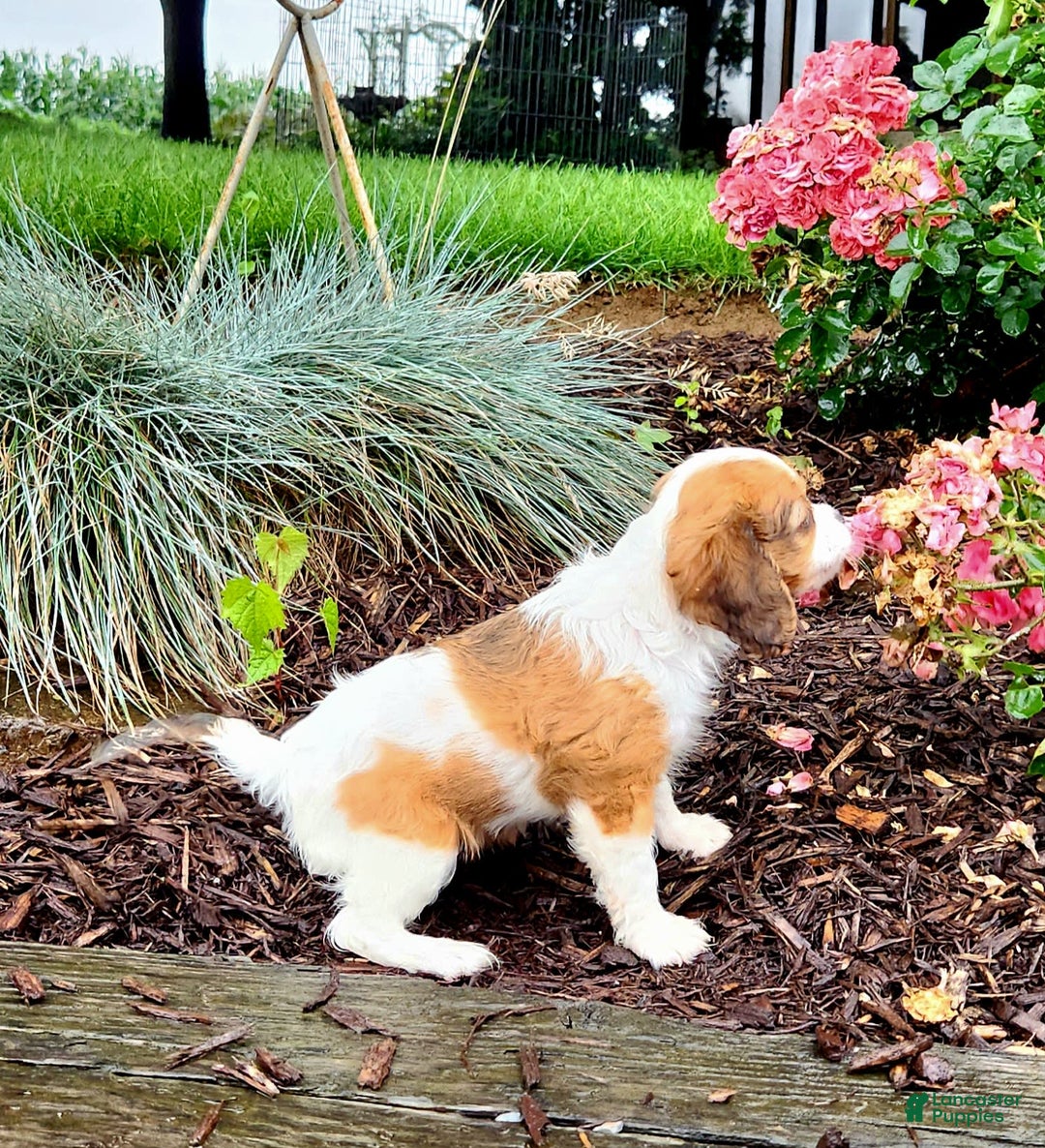 Cavapoo dogs for sale: Roxy - Image 2