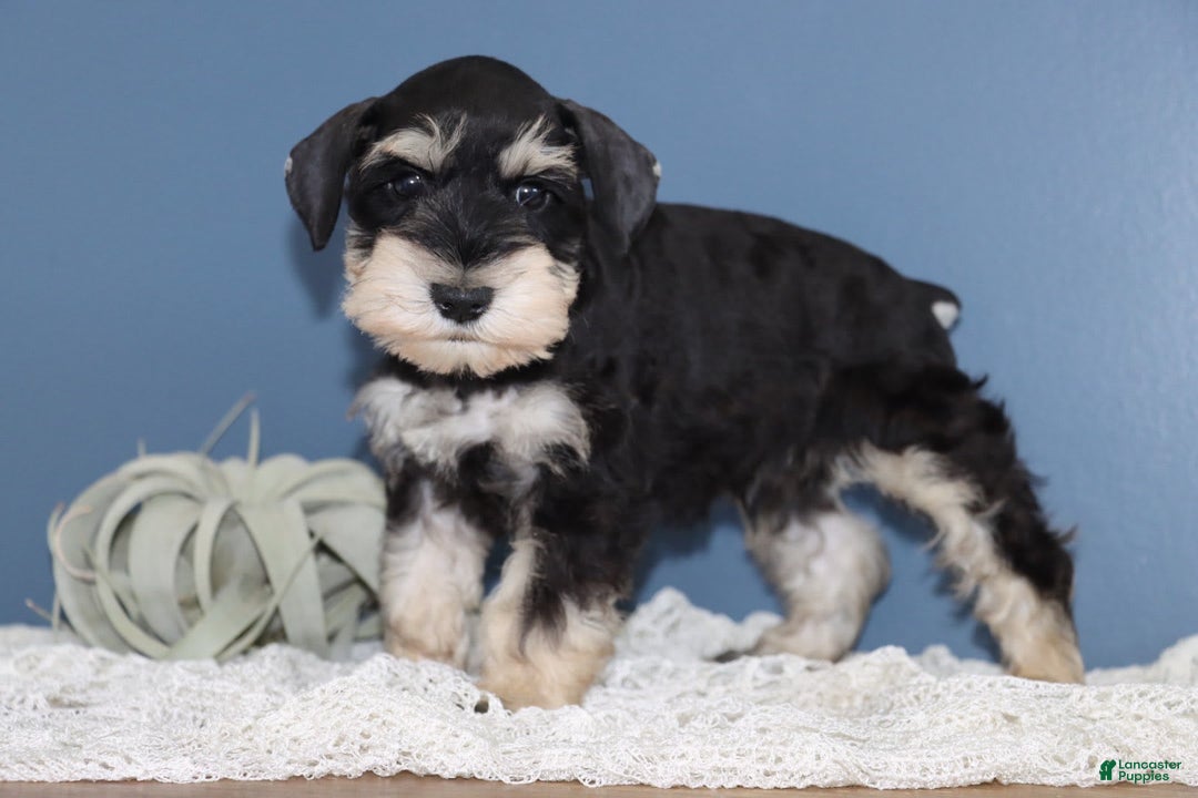 Miniature Schnauzer dogs for sale: Aaron - Image 2