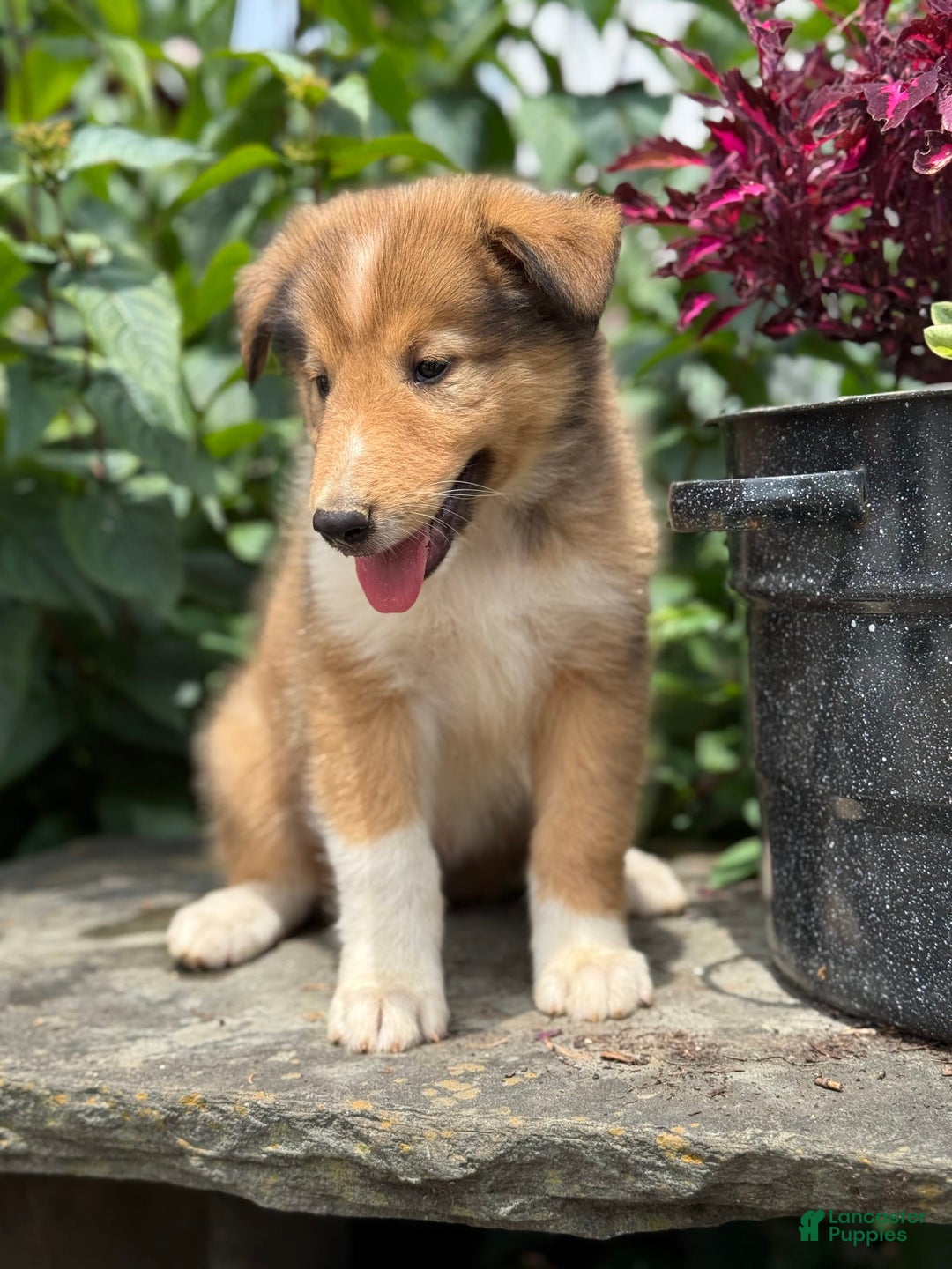 Collie dogs for sale: Alvin - Image 10