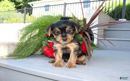 Yorkshire Terrier dogs for sale: Tucker - Image 20