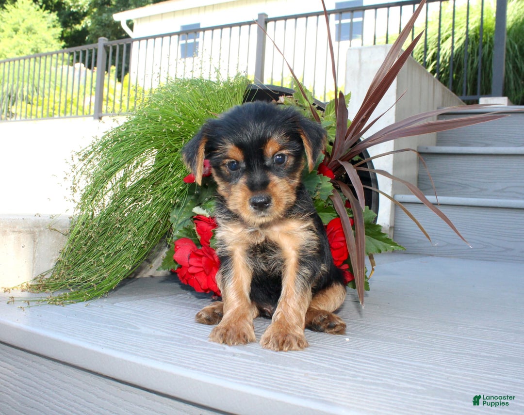 Yorkshire Terrier dogs for sale: Tucker - Image 20