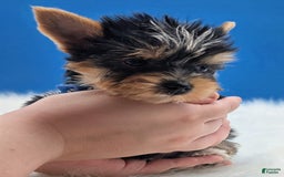 Yorkshire Terrier dogs for sale: Dodge - Image 3