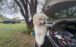 Standard Poodle dogs for sale: Canvas - Image 1