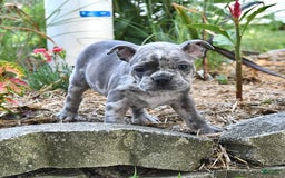 Frenchton dogs for sale: Parker - Image 8