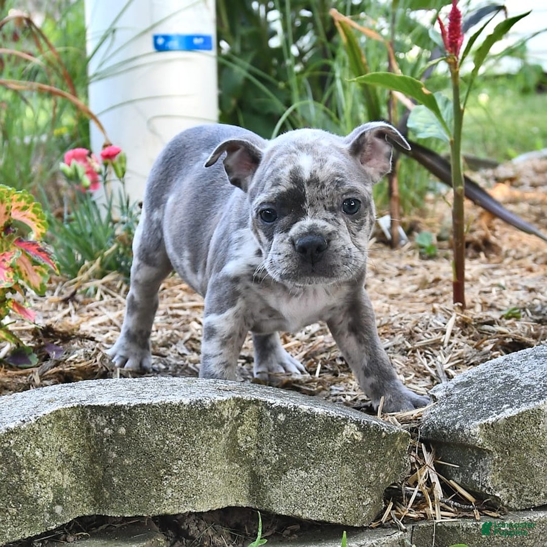 Frenchton dogs for sale: Parker - Image 8