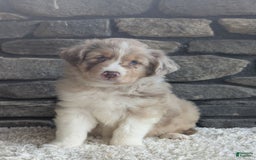 Australian Shepherd dogs for sale: Reese - Image 5