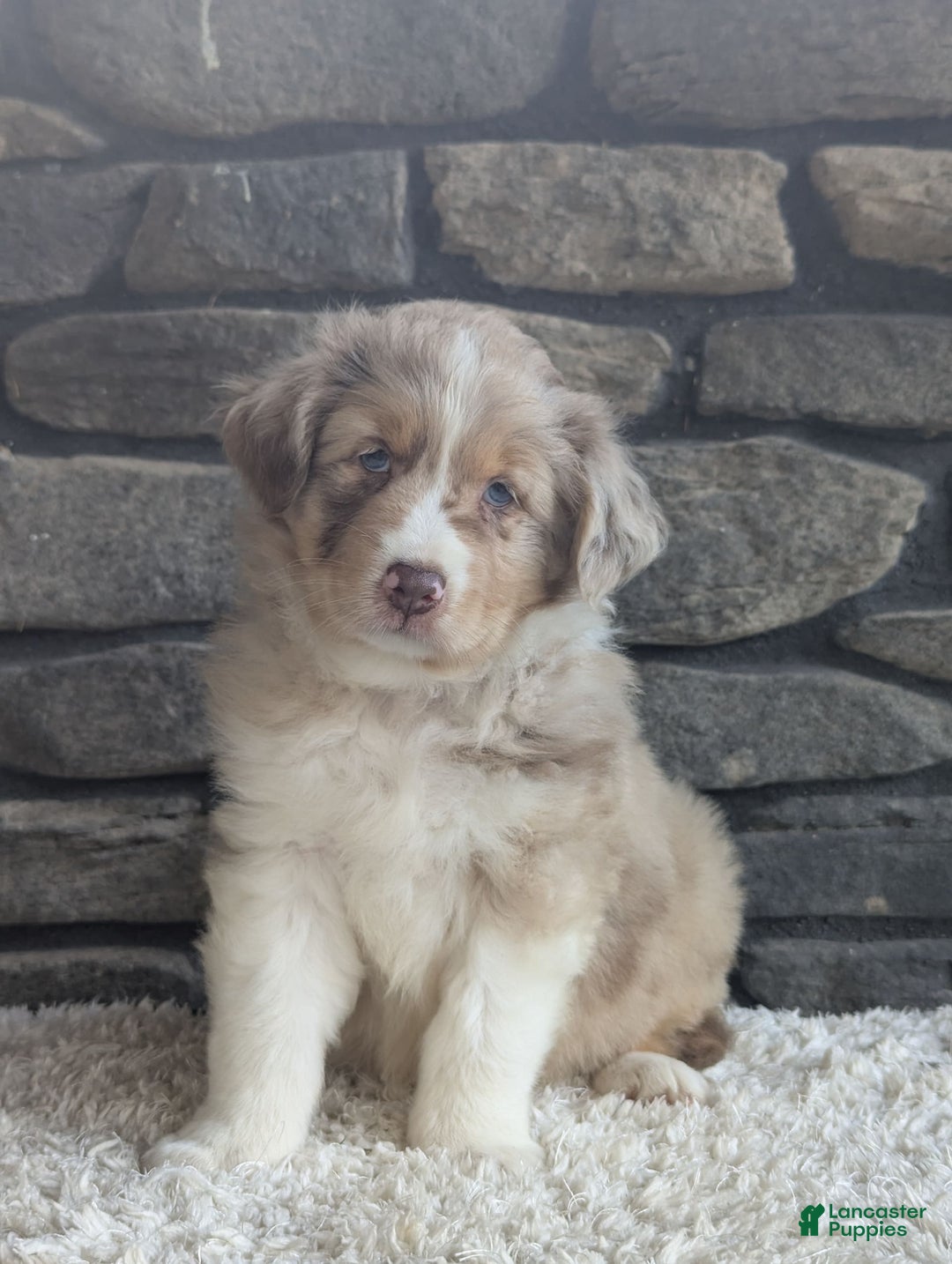 Australian Shepherd dogs for sale: Reese - Image 5