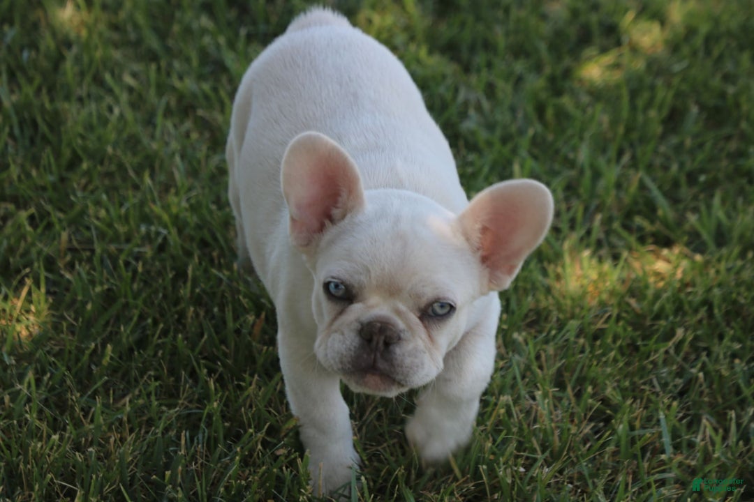 French Bulldog dogs for sale: French Bulldog 2 puppies - Image 3