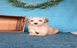 Havanese dogs for sale: Aiden - Image 2