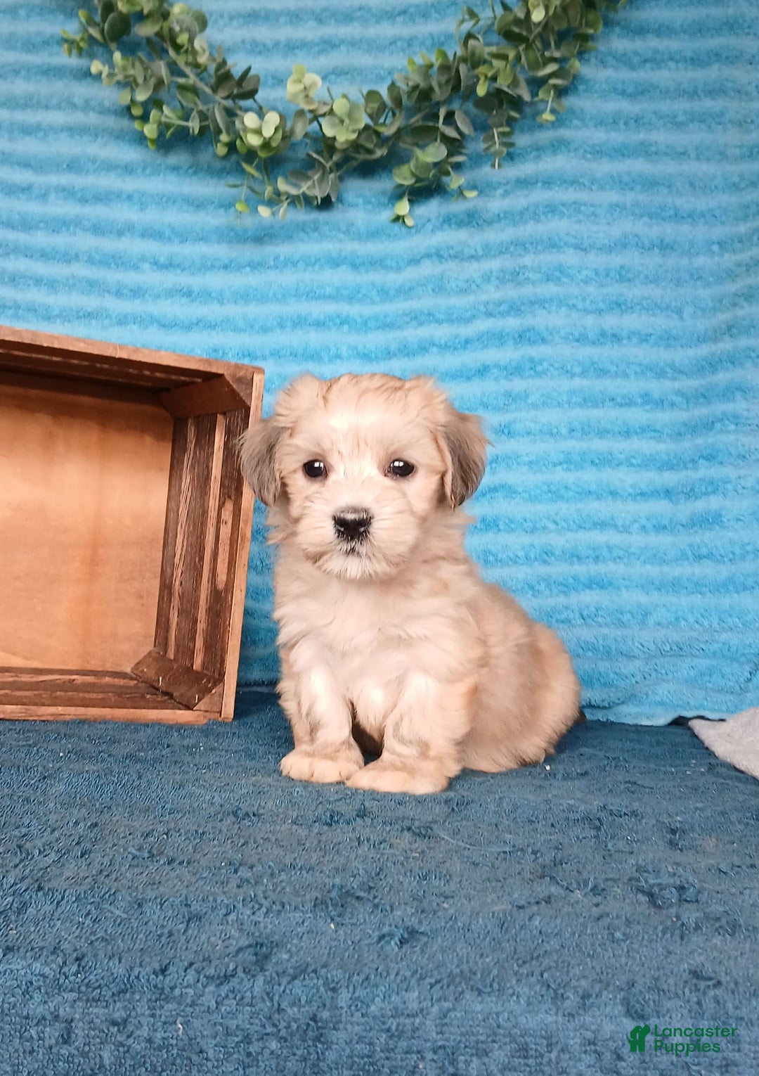 Havanese dogs for sale: Aiden - Image 2