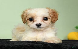 Cavachon dogs for sale: Marshmallow - Image 1