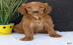 Goldendoodle dogs for sale: Kailey - Image 17