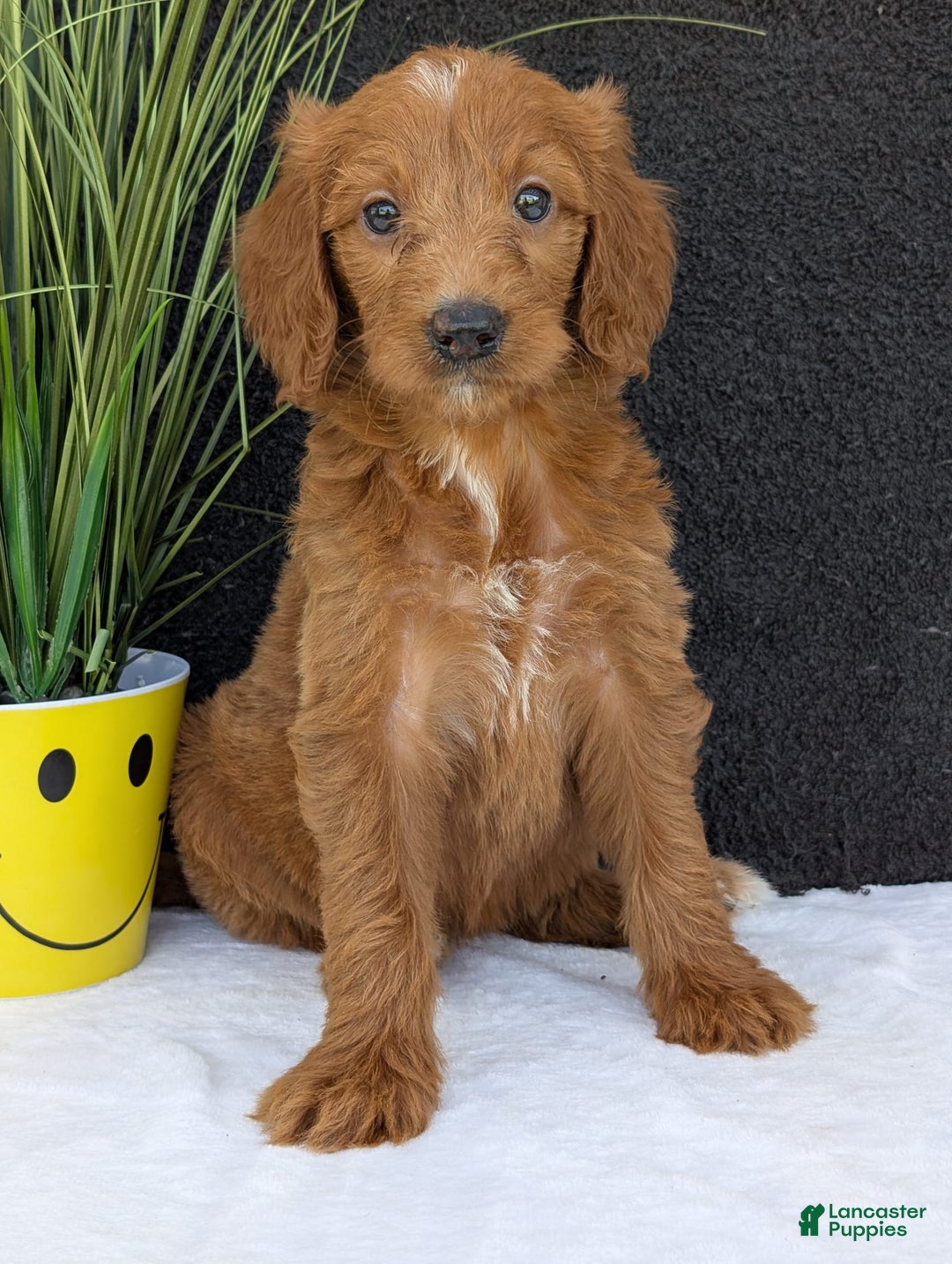 Goldendoodle dogs for sale: Kailey - Image 17