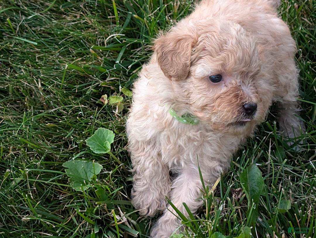 Bichpoo dogs for sale: Ellie - Image 3