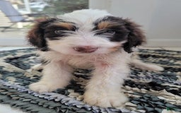 Bernedoodle dogs for sale: Chai - Image 2