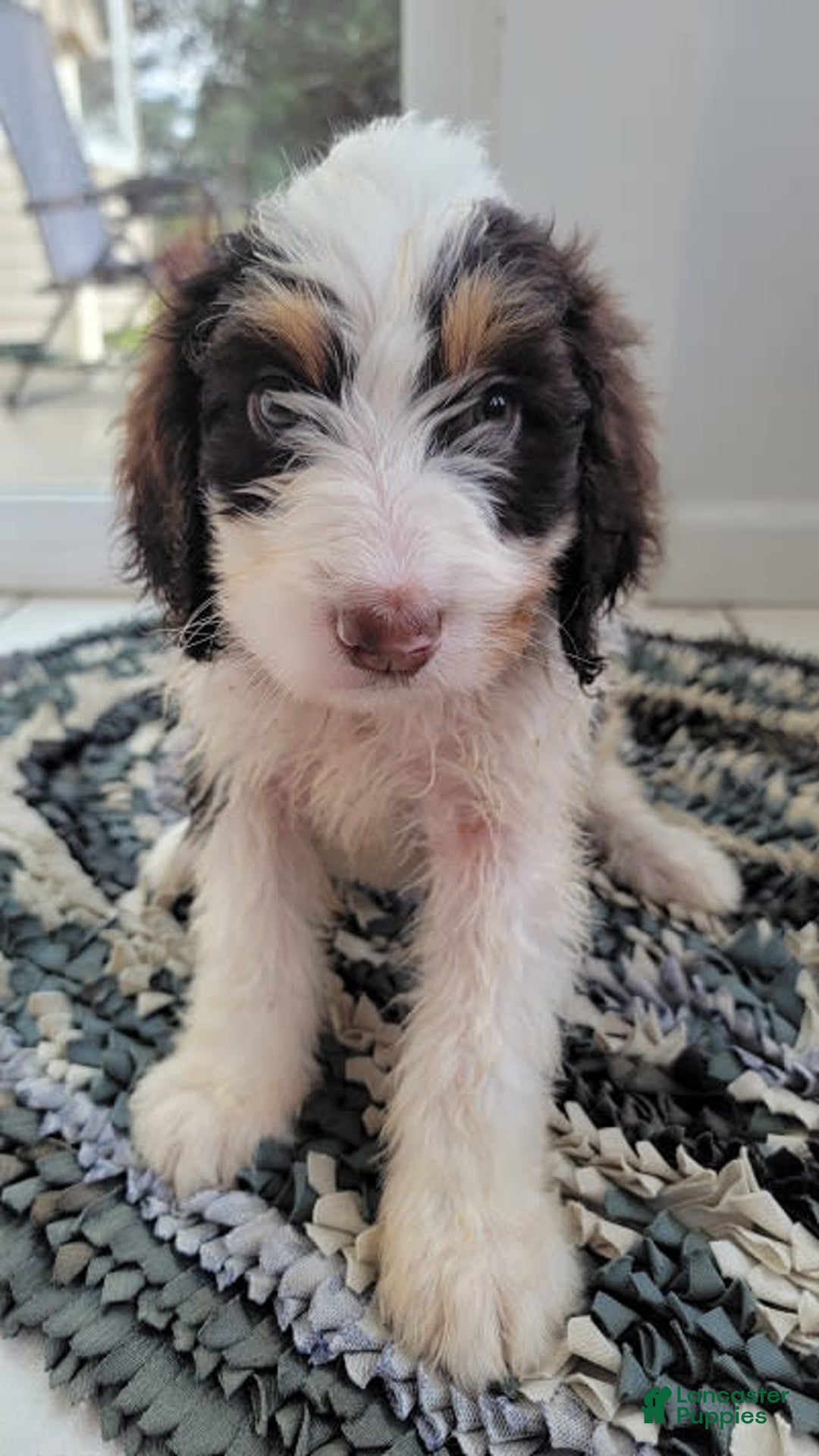 Bernedoodle dogs for sale: Chai - Image 2