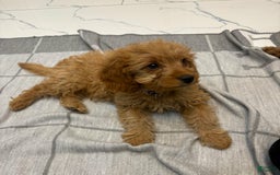 Cavapoo dogs for sale: Lara - Image 4
