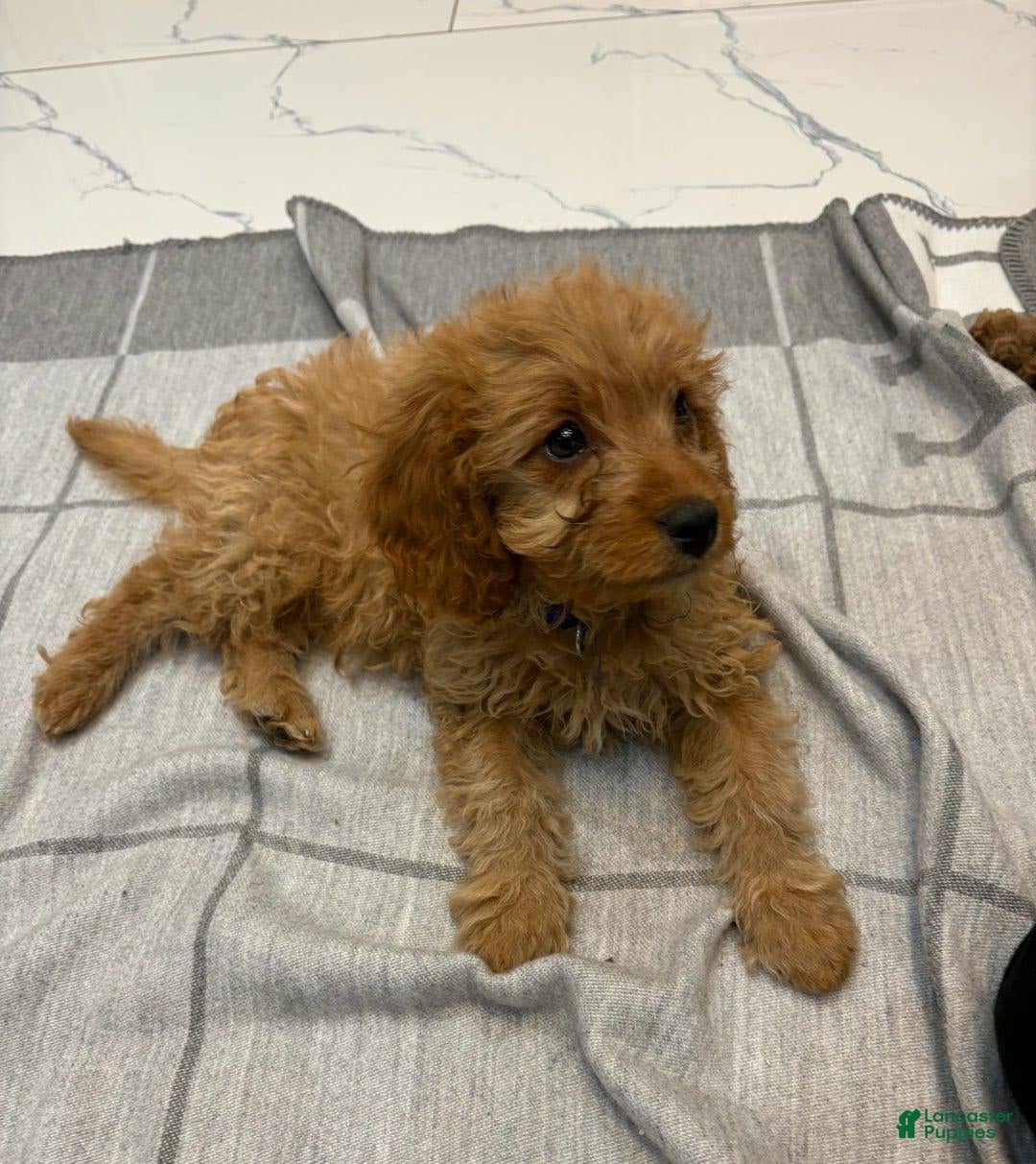Cavapoo dogs for sale: Lara - Image 4